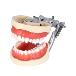 Trubyte Bioform Plastic Anteriors Upper And Lower